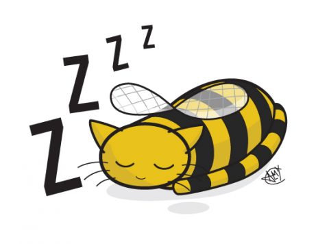 bumblebee-cat-asleep
