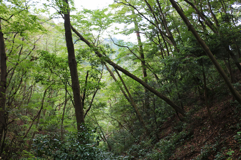 Scenery on Mt Takao