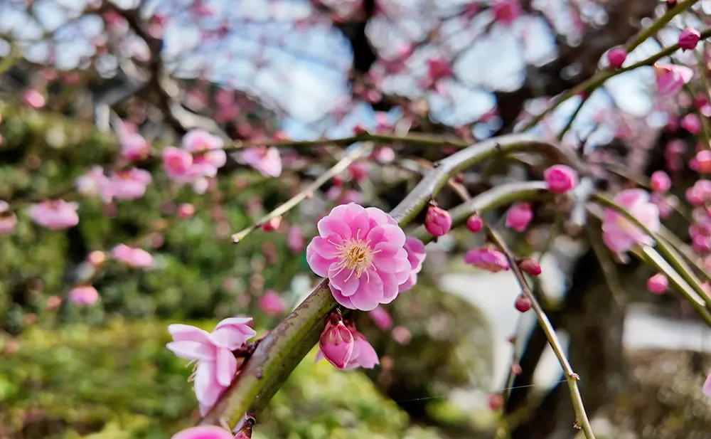 Plum Blossoms