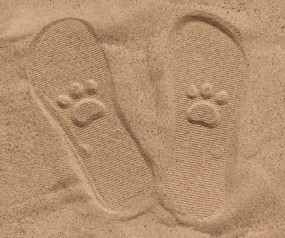 Paw Print Sand Imprint